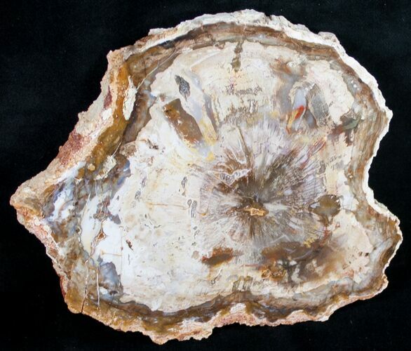 Beautiful Araucaria Petrified Wood Slice - #9584